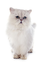 Image showing white persian cat