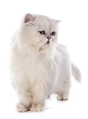 Image showing white persian cat