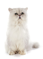 Image showing white persian cat