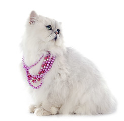 Image showing white persian cat