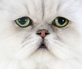 Image showing white persian cat