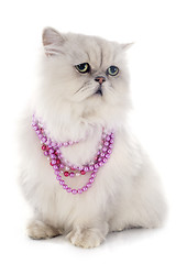 Image showing white persian cat