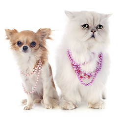 Image showing white persian cat and chihuahua