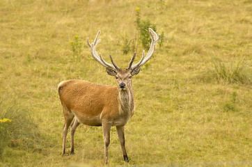 Image showing red deer stag