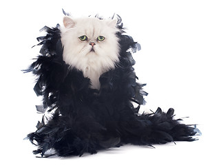 Image showing white persian cat and boa