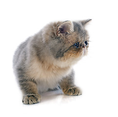 Image showing kitten exotic shorthair