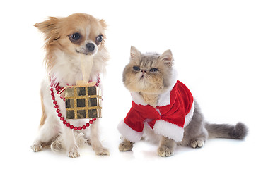 Image showing kitten exotic shorthair and chihuahua