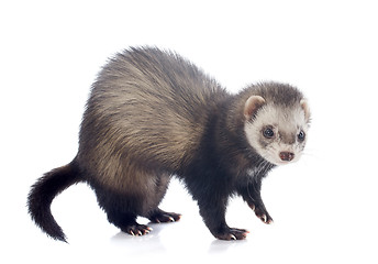 Image showing eating brown ferret