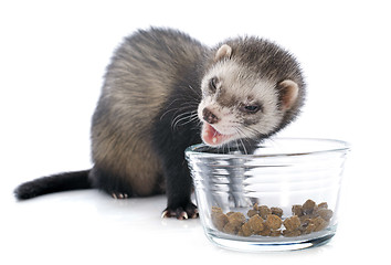 Image showing eating brown ferret