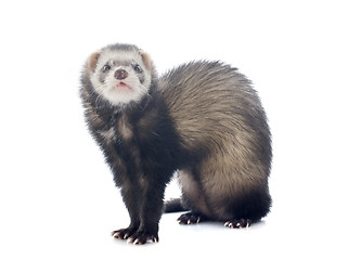 Image showing brown ferret