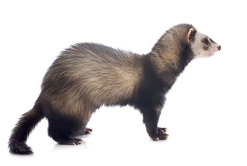 Image showing brown ferret