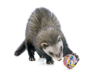 Image showing brown ferret and ball