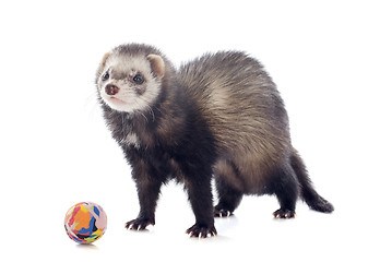 Image showing playing brown ferret