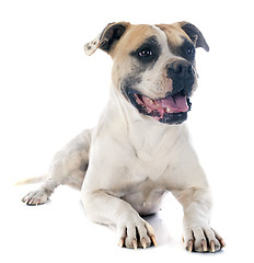 Image showing american bulldog