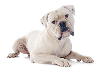 Image showing american bulldog