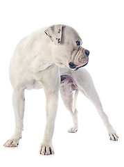 Image showing american bulldog