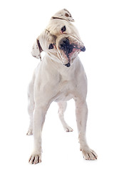 Image showing american bulldog