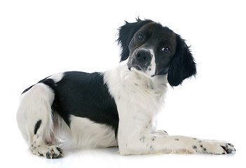 Image showing brittany spaniel