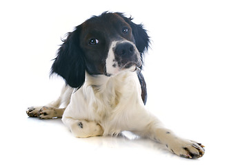 Image showing brittany spaniel