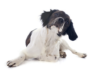 Image showing brittany spaniel