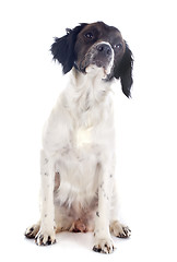 Image showing brittany spaniel