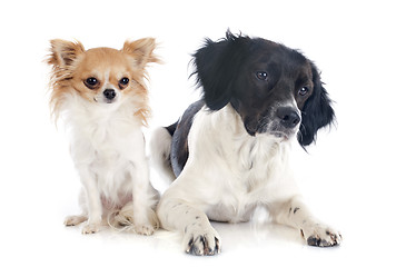 Image showing brittany spaniel and chihuahua