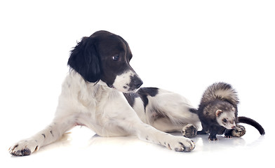 Image showing brittany spaniel and ferret