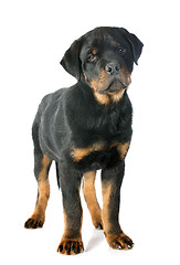 Image showing rottweiler