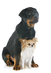 Image showing rottweiler and chihuahua