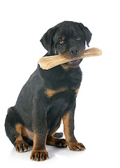 Image showing rottweiler and bone