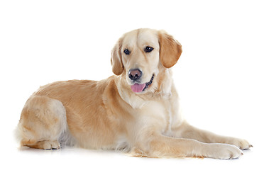 Image showing golden retriever