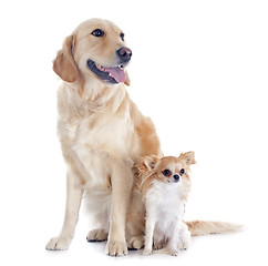 Image showing golden retriever and chihuahua