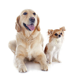 Image showing golden retriever and chihuahua