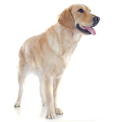 Image showing golden retriever