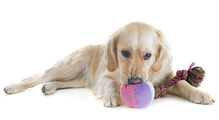 Image showing playing golden retriever