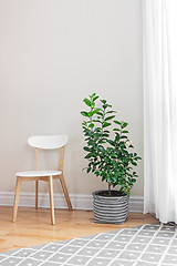 Image showing Lemon tree in a bright room