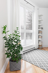 Image showing Lemon tree in a room with peaceful view