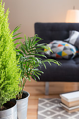 Image showing Green plants in the living room