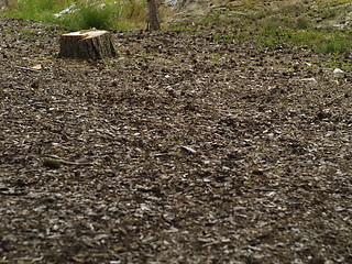 Image showing pine tree stump