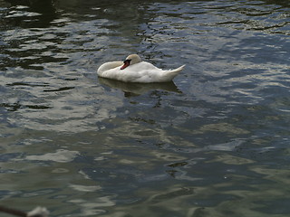 Image showing Swan in lake