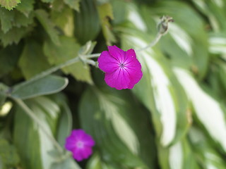 Image showing purple flower