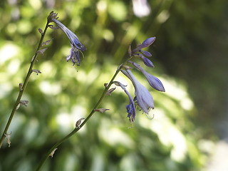 Image showing blue flower