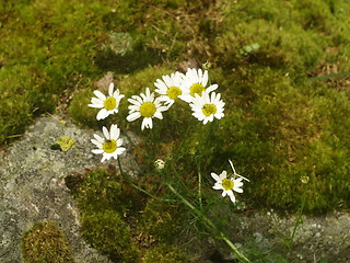 Image showing daisy flower