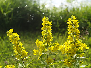 Image showing Yellow flowers