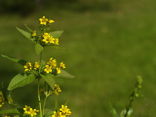 Image showing Yellow flowers