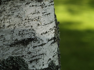 Image showing Birch trunk