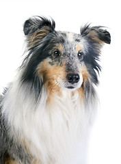 Image showing shetland dog