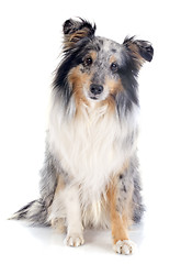 Image showing shetland dog