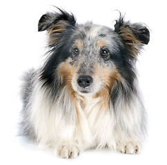 Image showing shetland dog