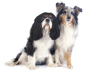 Image showing shetland dog and cavalier king charles